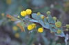 Acacia glaucoptera - Flat/Clay Wattle