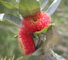 Eucalyptus macrocarpa - Mottlecah