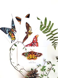 Image 2 of Lepidoptera Scientific Name Postcard Set