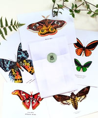 Image 3 of Lepidoptera Scientific Name Postcard Set