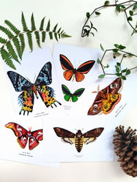 Image 1 of Lepidoptera Scientific Name Postcard Set