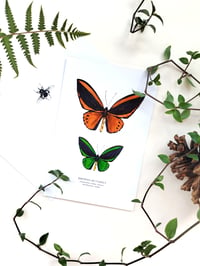 Image 4 of Lepidoptera Scientific Name Postcard Set