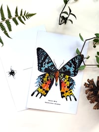 Image 8 of Lepidoptera Scientific Name Postcard Set