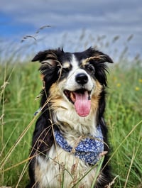 Iggy In The Meadow.