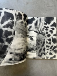 Image 6 of Animal Copulation - Tokumitsu Iwago 