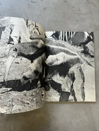 Image 7 of Animal Copulation - Tokumitsu Iwago 
