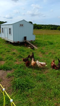 Image 2 of Free-Range Eggs