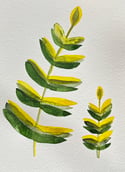 Plants No.10