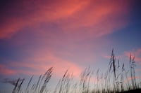 Sunset, Sea Oats