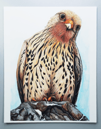 Image 1 of Merlin Falcon - Watercolor / Gouache Fine Art Print - Award Winning!