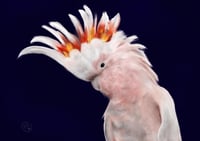 Image 1 of Cockatoo on canvas 