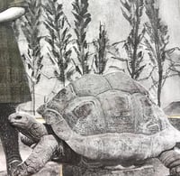 Image 2 of Turtle and girl mixed media b&w painting 