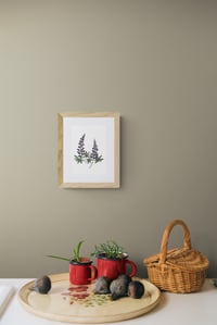 Image 2 of Arctic Lupines