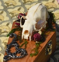Image 4 of Wooden Coffin Real Minx Skull Mixed Media Stash Box / Trinket Box