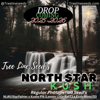 Tree Line Seed's~North Star Kush Reg (2025-26 Drop)