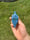 Image of Blue jay bird bath kazoo 