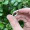 Image of Staple ring