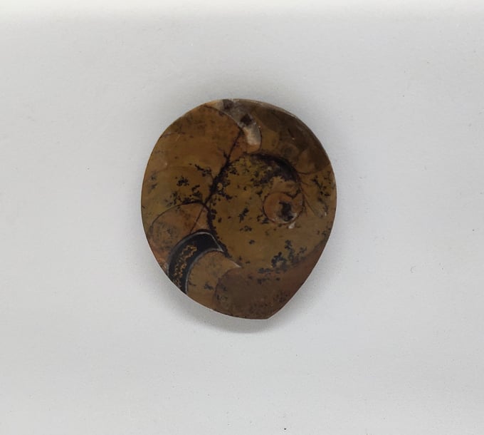 Image of Ammonite Magnetic Pin #24-742