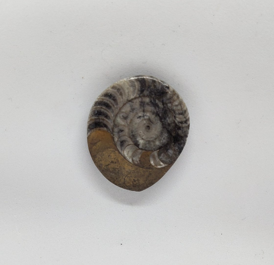 Image of Ammonite Magnetic Pin #24-769