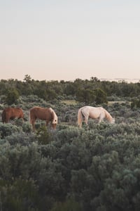 Canyon de Chelly Horses