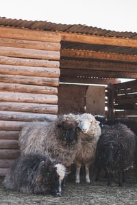 Shearing Season