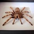 Brazilian black and white tarantula Image 3