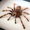 Brazilian black and white tarantula