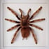 Brazilian black and white tarantula Image 4