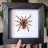 Brazilian black and white tarantula Image 2