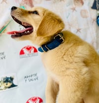 Image 1 of Small Solid Colors Dogs and Cats Collars
