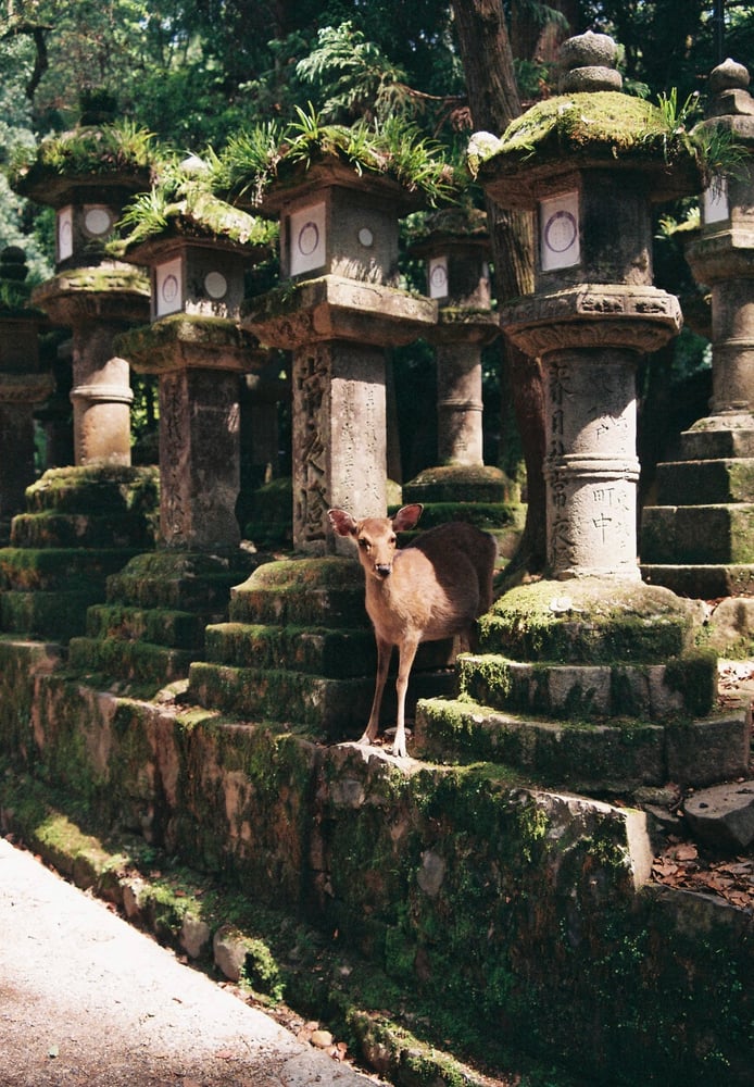 Image of Nara Deer