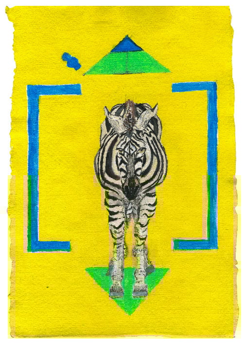Image of Camouflaged Zebra