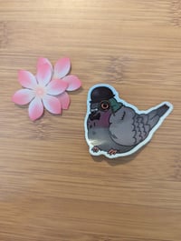 Image 1 of Gentleman Pigeon 