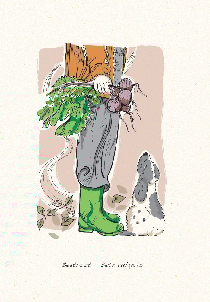 Image of Allotment grow your own, a collection of four greeting cards