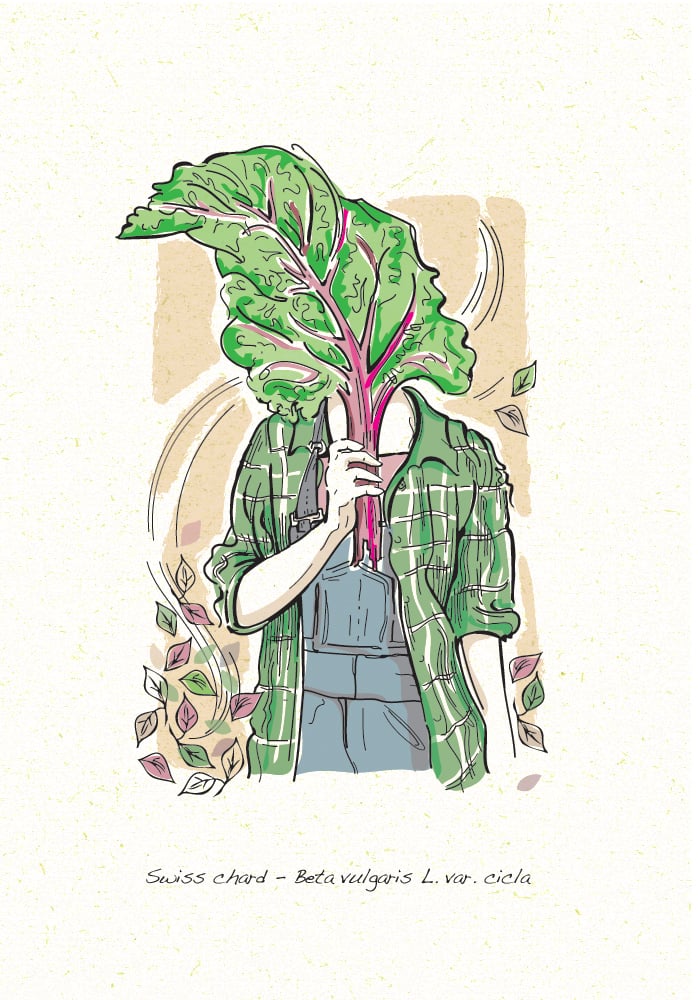 Image of Allotment grow your own, a collection of four greeting cards