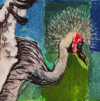 Image 2 of Grey Crowned Crane