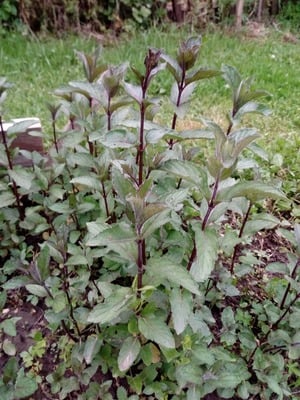 Neapolitan Herb Aged Balsamic