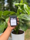 Jasmine & Turmeric