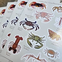 Image 2 of Saltwater Crustaceans 🦀