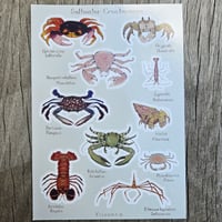 Image 1 of Saltwater Crustaceans 🦀