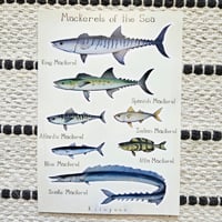 Mackerels of the Sea 🐟