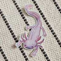 Axolotl