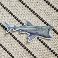 Image 1 of Basking Shark