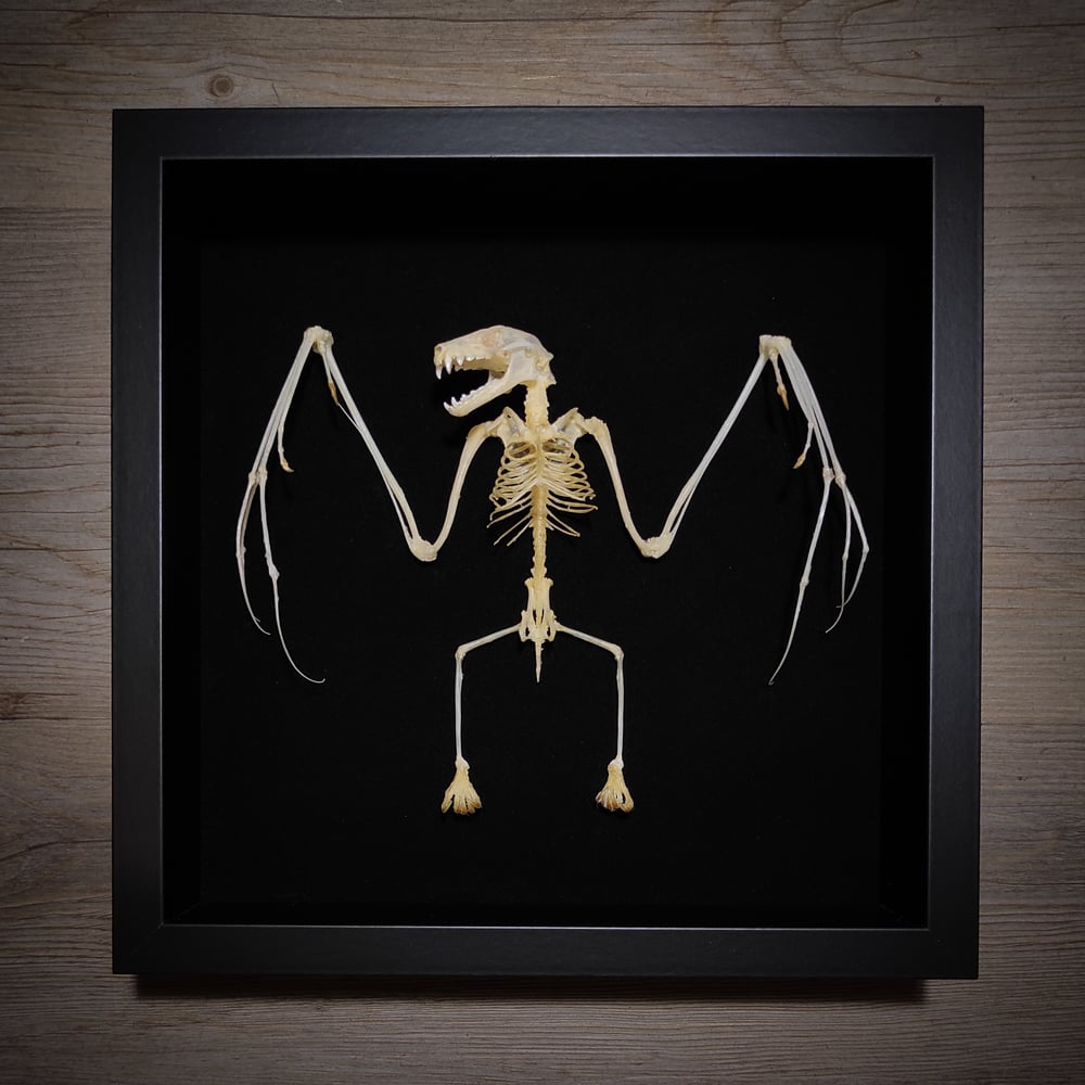 Image of Bat skeleton *Square frame