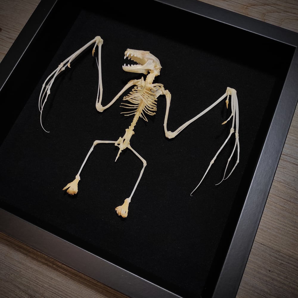 Image of Bat skeleton *Square frame