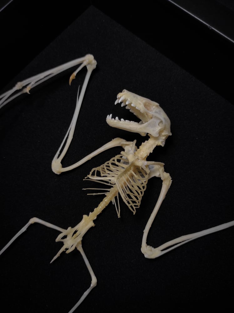 Image of Bat skeleton *Square frame