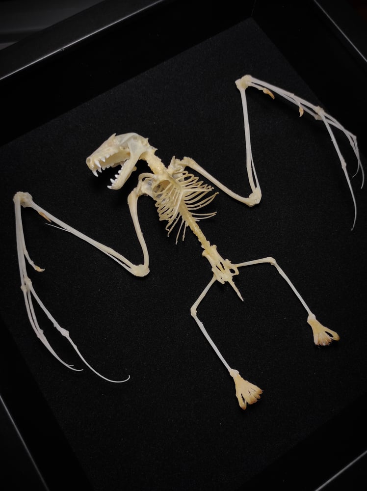 Image of Bat skeleton *Square frame