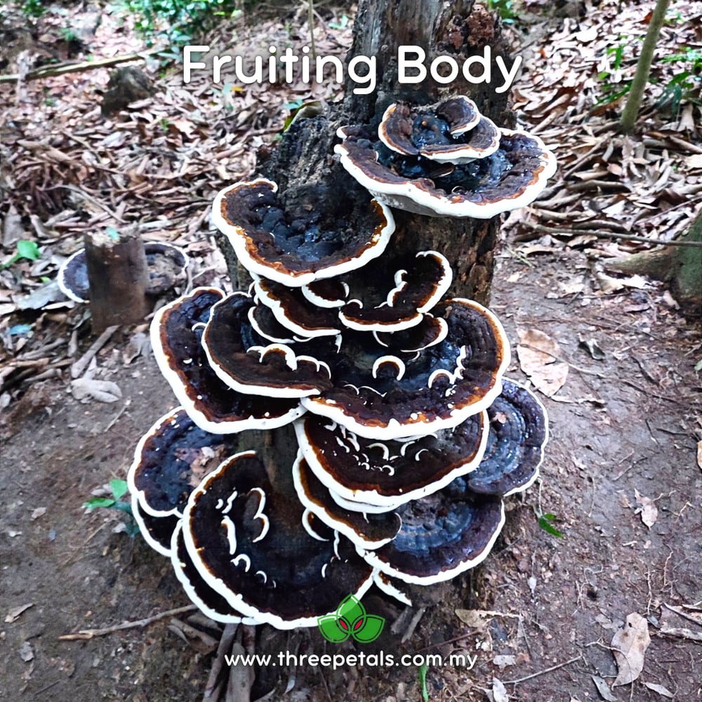 Swollen Bracket (Ganoderma Gibbosum) Live Mycelium Mushroom Culture Spawn Seed