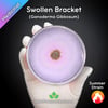 Swollen Bracket (Ganoderma Gibbosum) Live Mycelium Mushroom Culture Spawn Seed