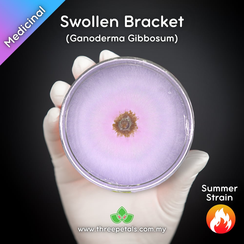 Swollen Bracket (Ganoderma Gibbosum) Live Mycelium Mushroom Culture Spawn Seed